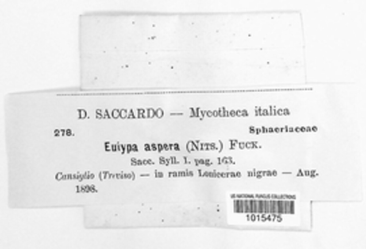 Eutypa aspera image